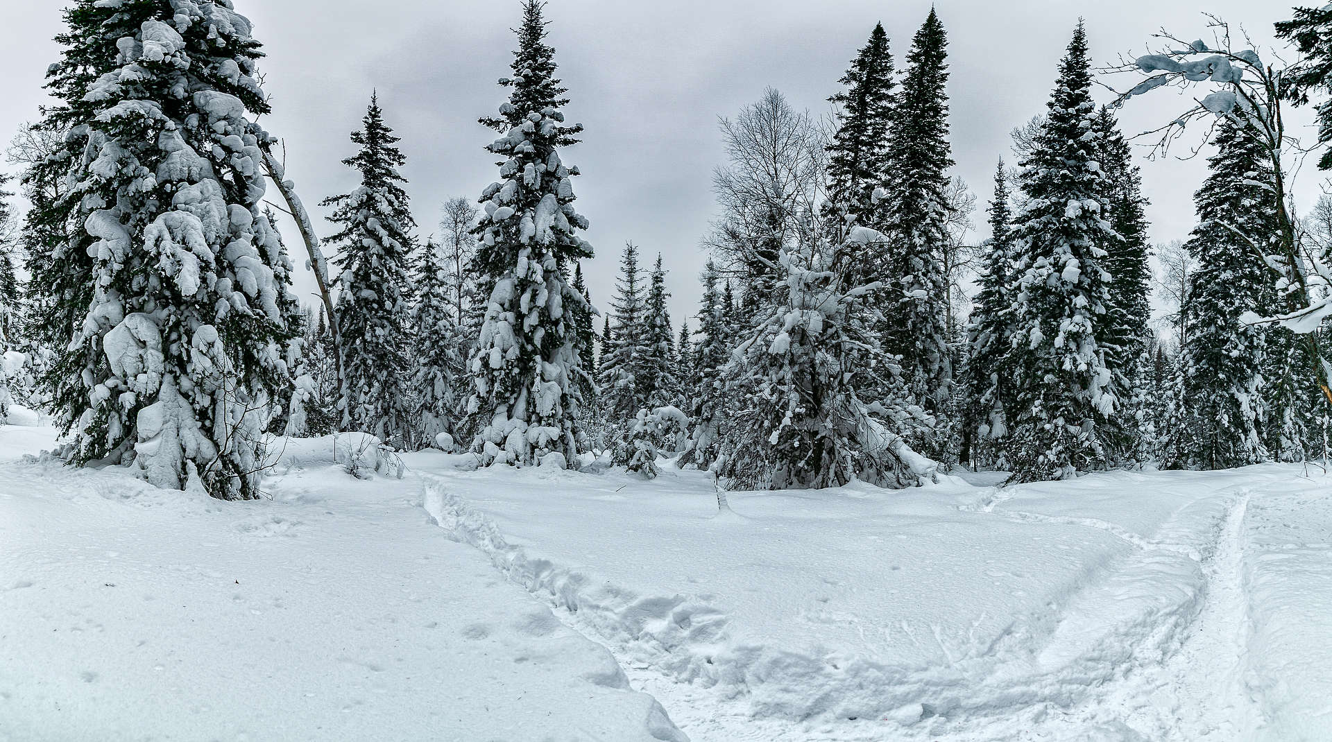 Барзасская тайга