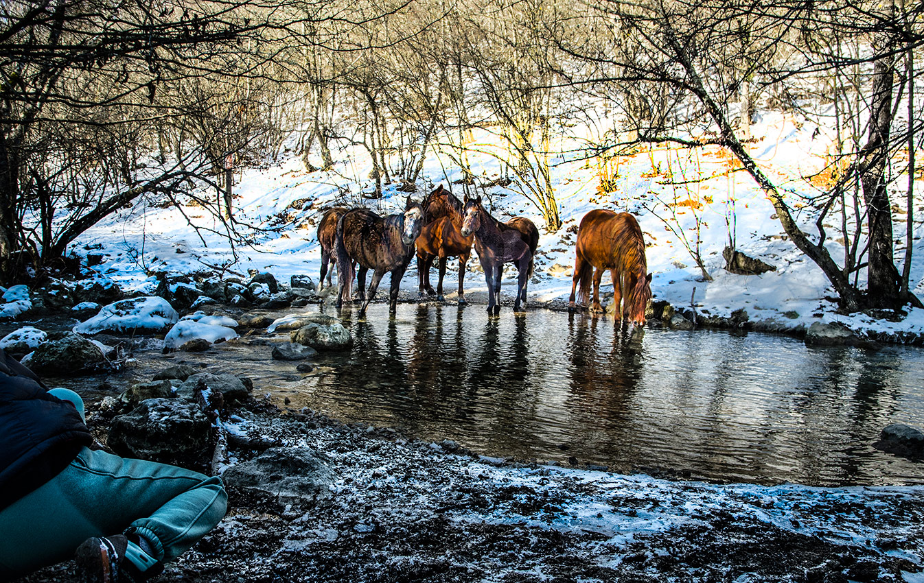 Пришли на водопой
