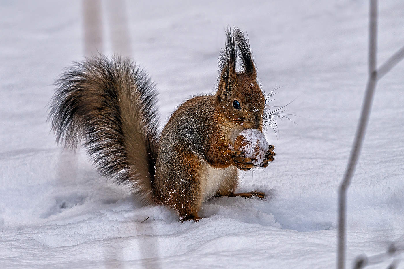 Зимние припасы