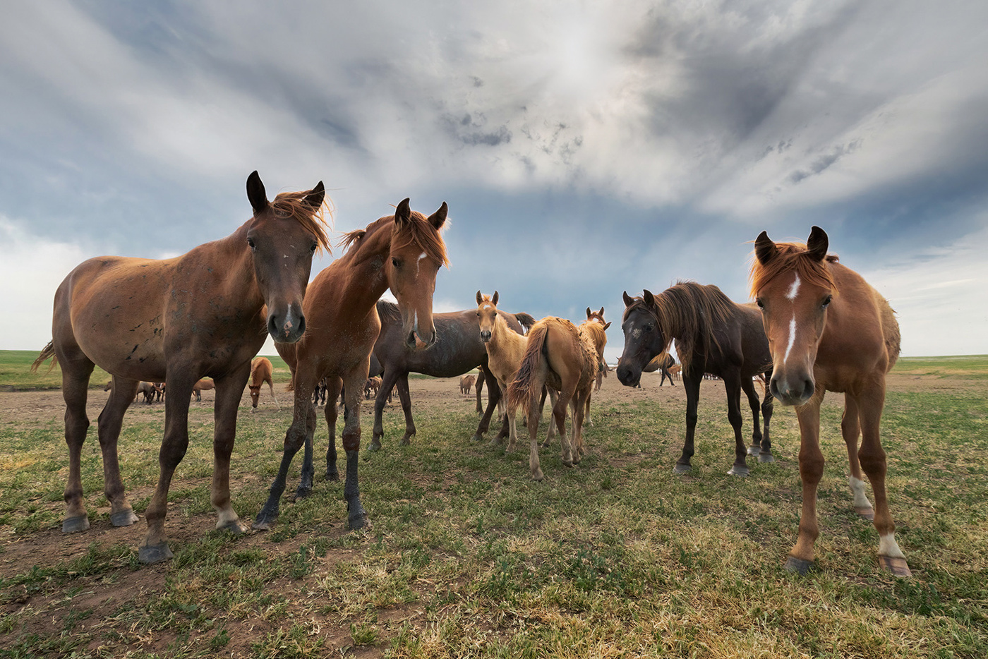 Среди гуигнгнмов