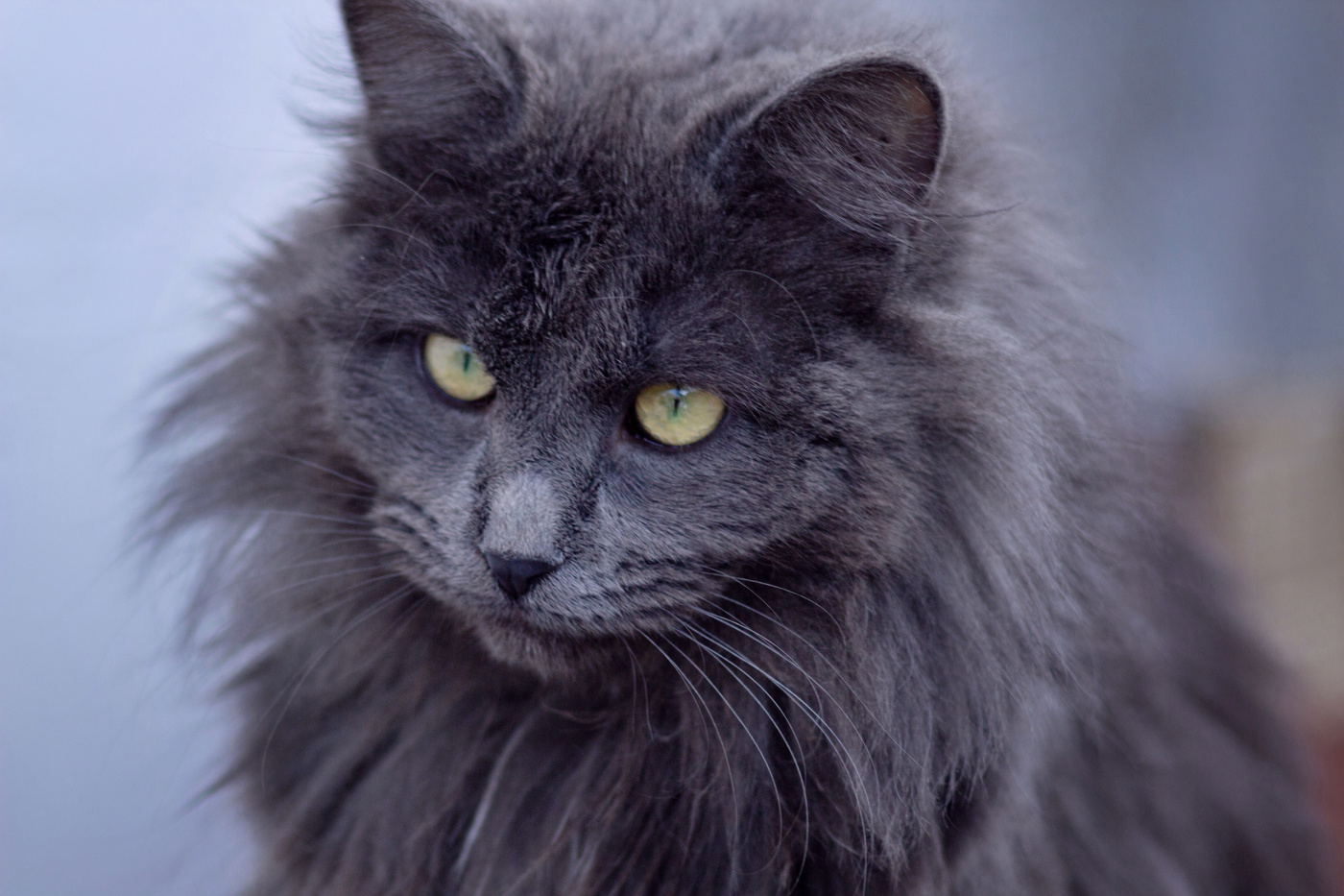 "Портрет Нибелунга"