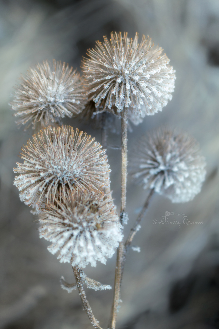 В тишине морозного утра...