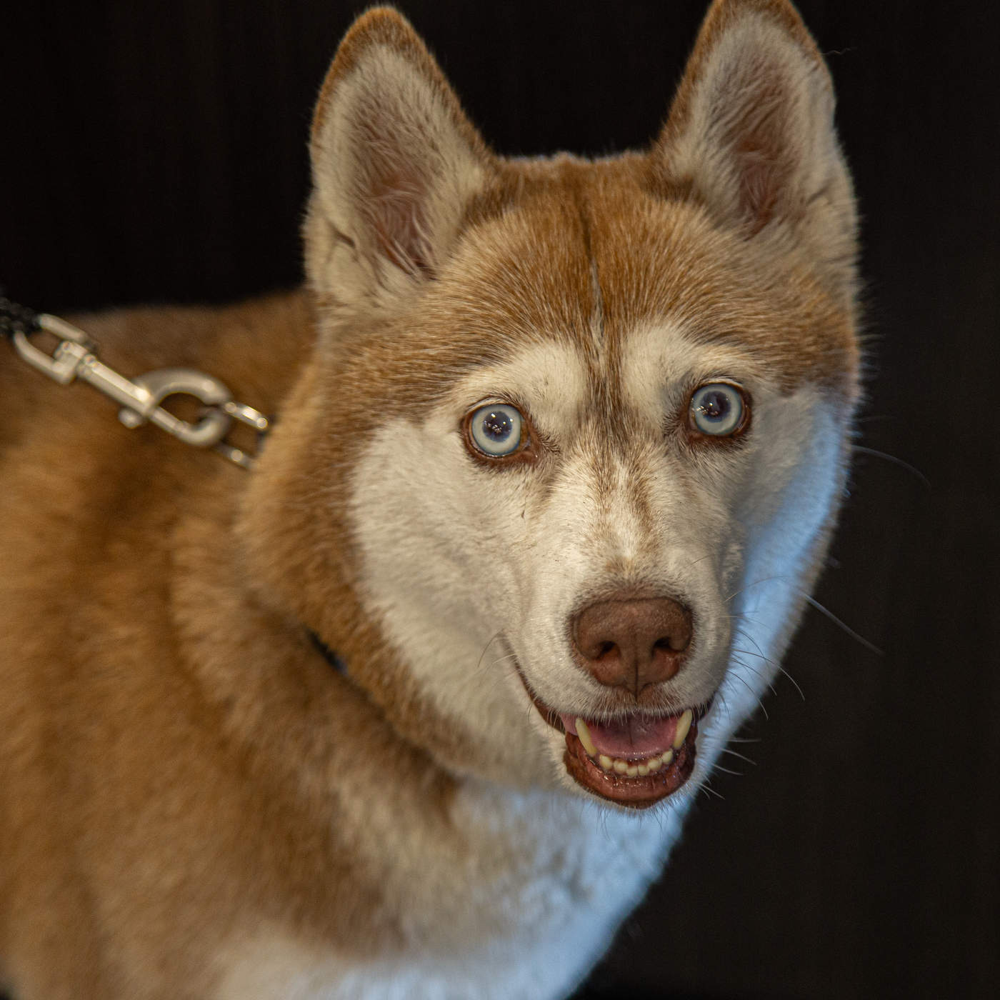 Эти глаза напротив....