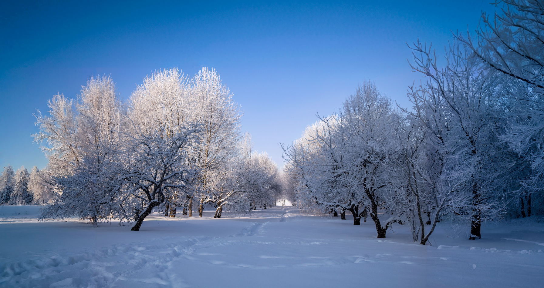 Иней на деревьях