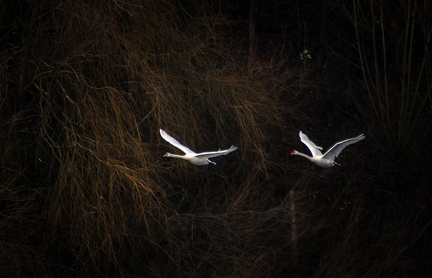 Ой летiли дикi гуси