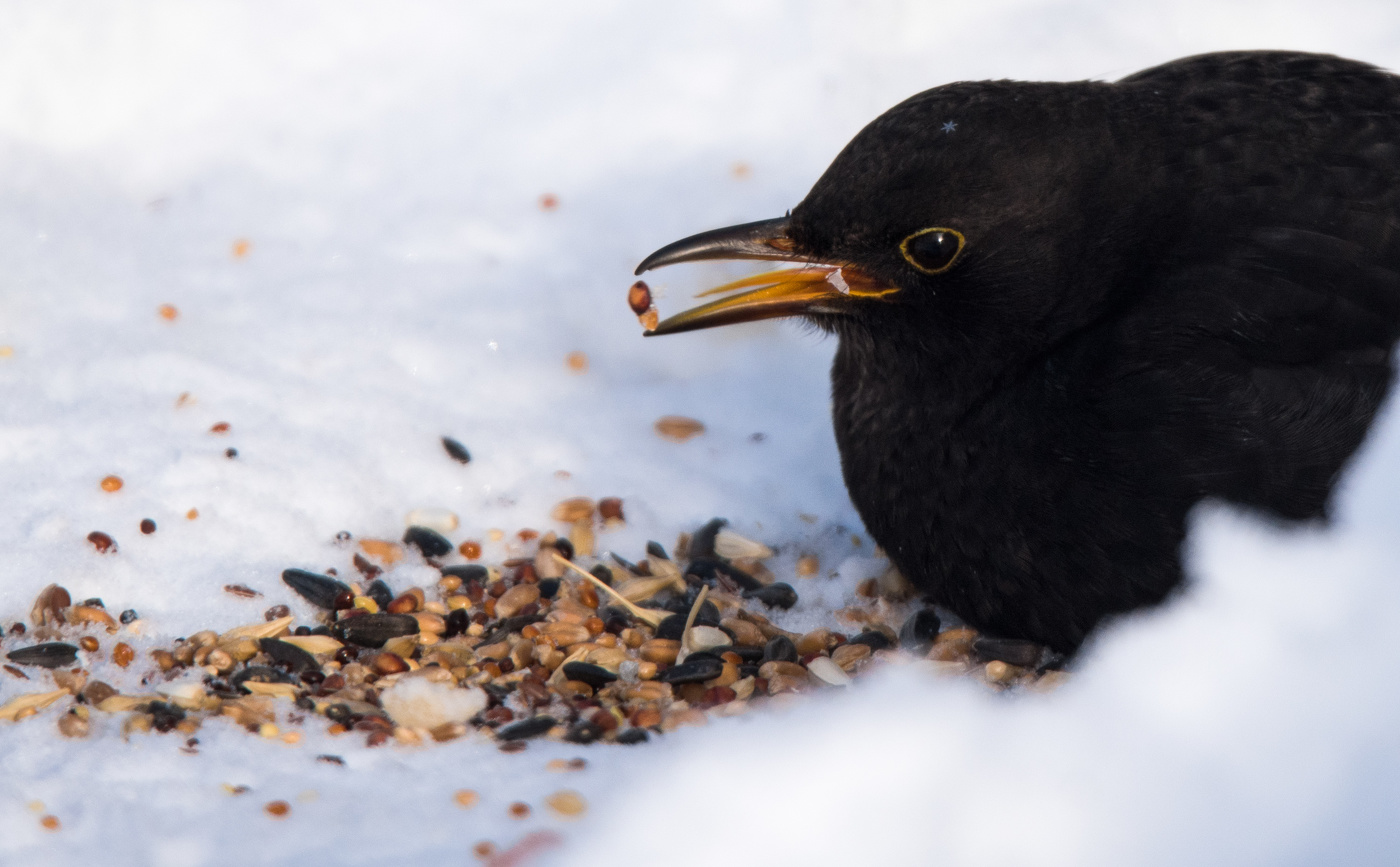 Черный дрозд.