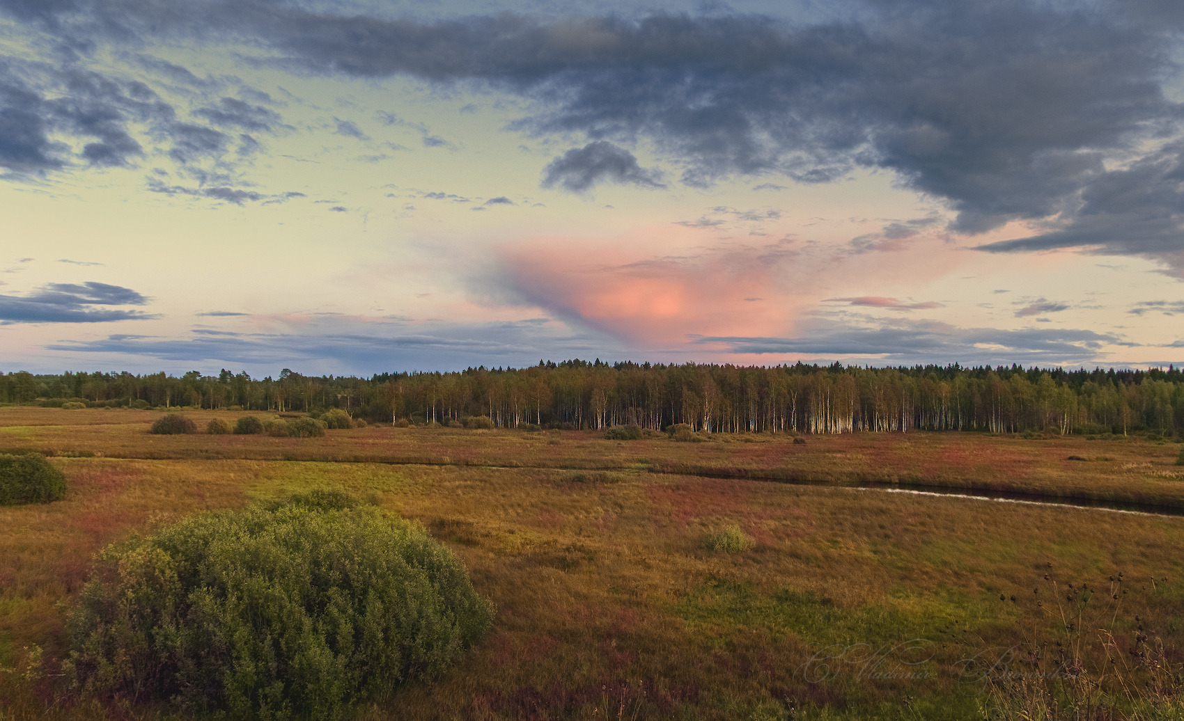 У берёзовой рощи