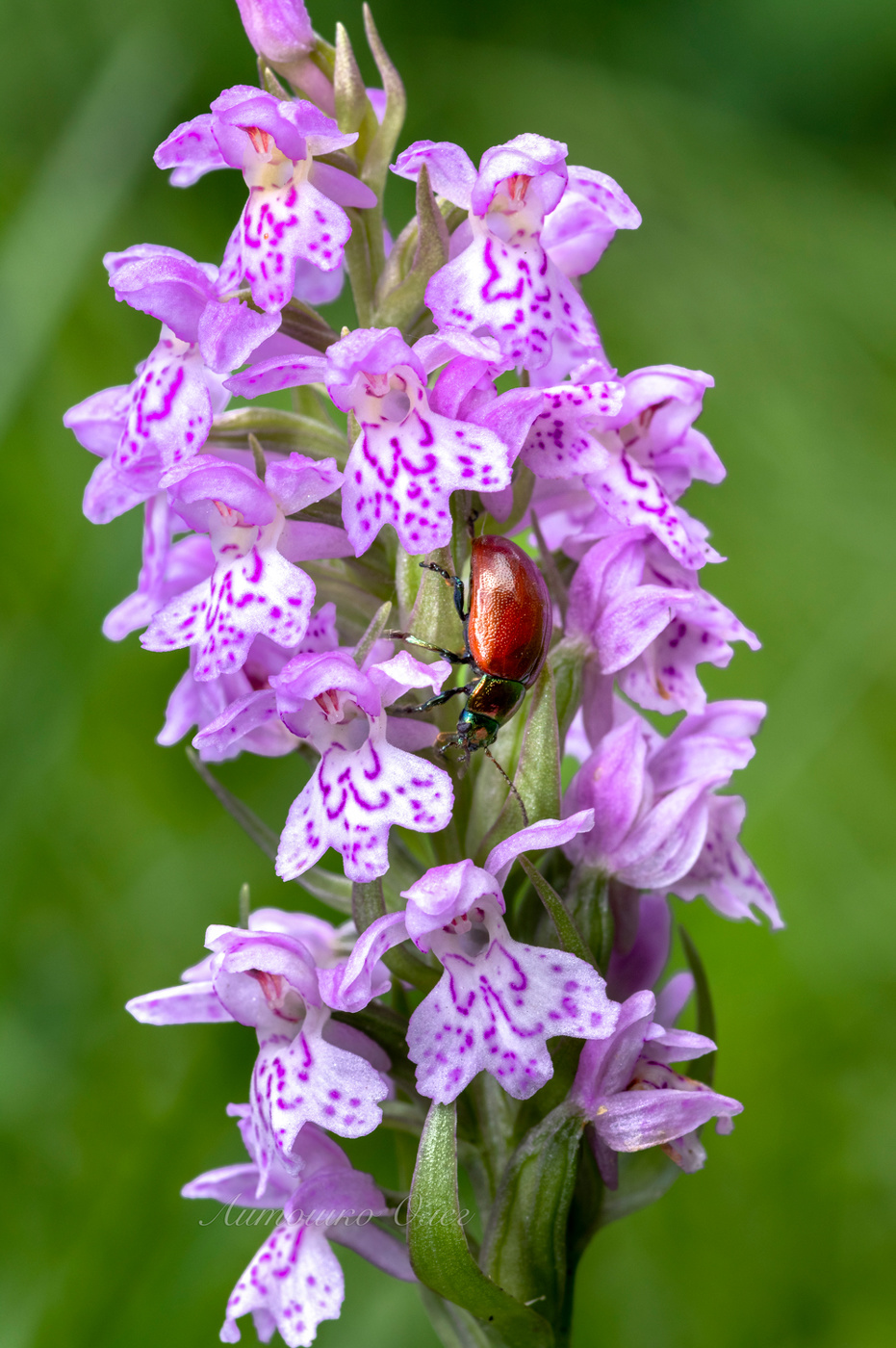Краснокрылый тополёвый листоед.
