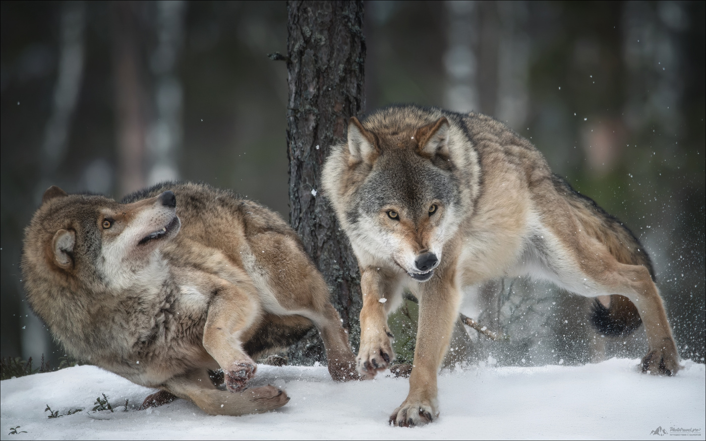 Умри, замри, воскресни ..