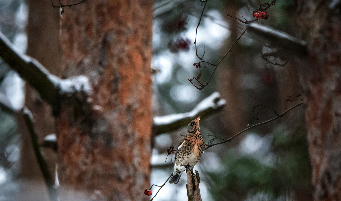 Последние ягоды рябины...