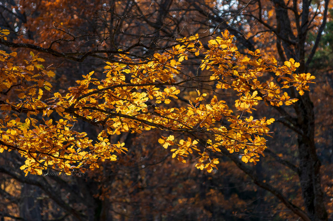 Ораниенбаум осенью.