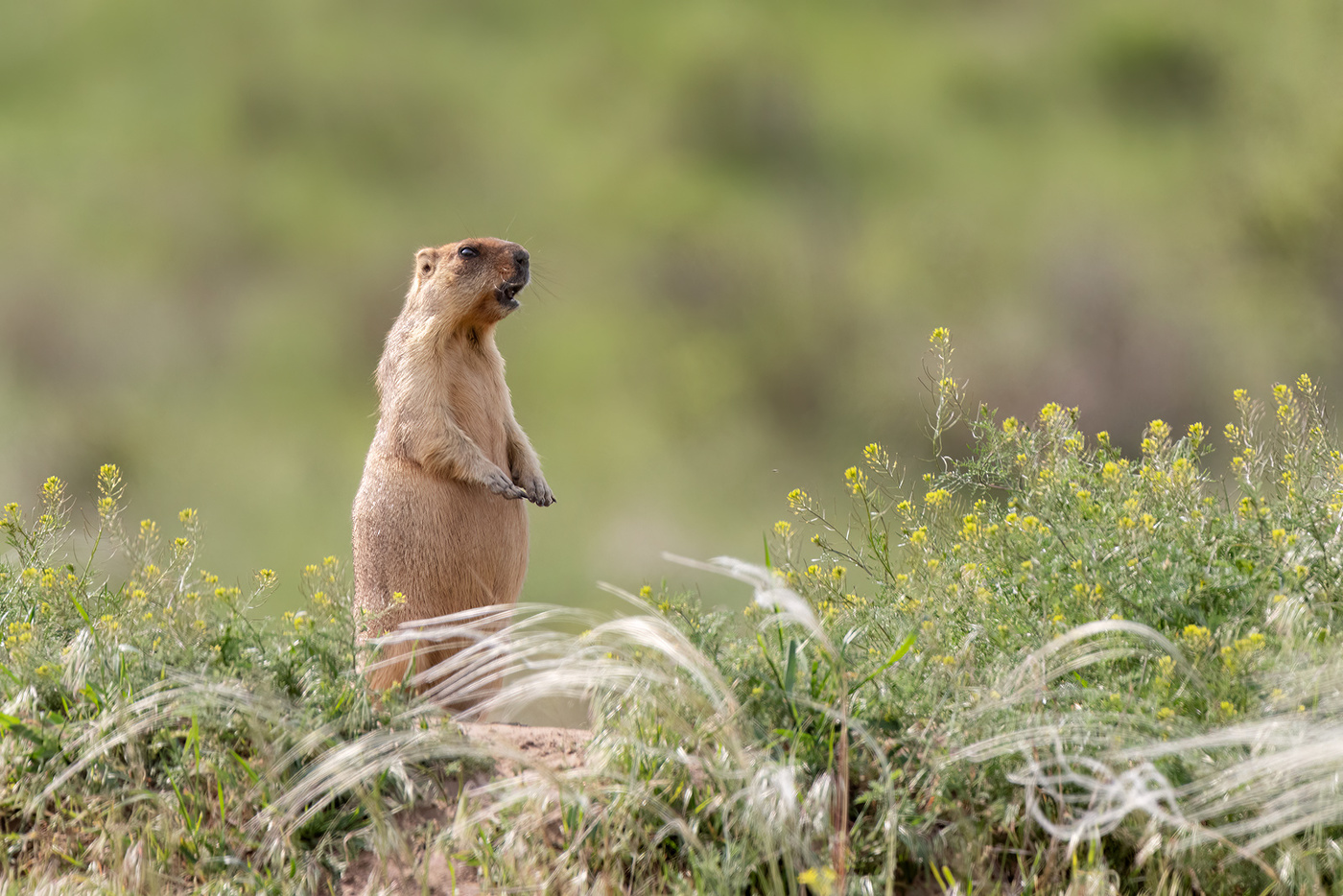 Степной зверёк