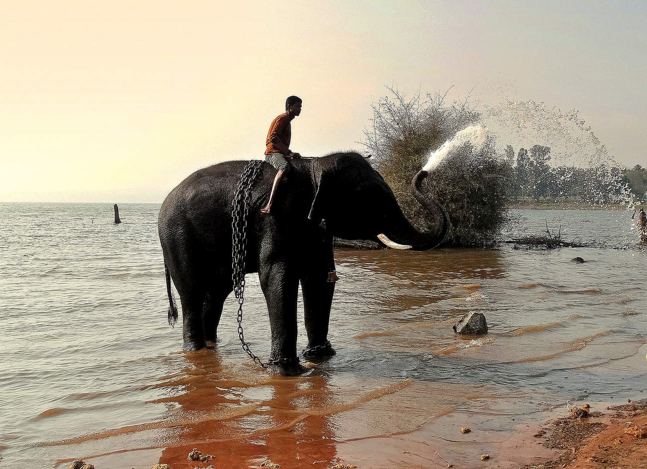 Помывка слона