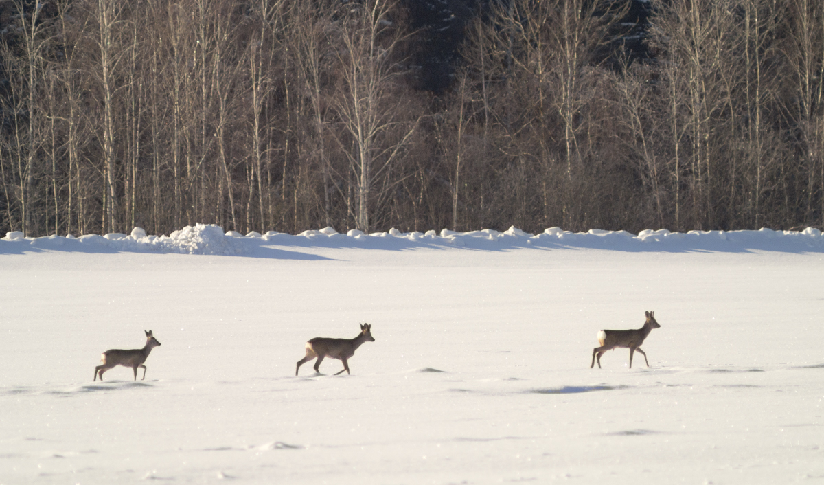 Караван идет