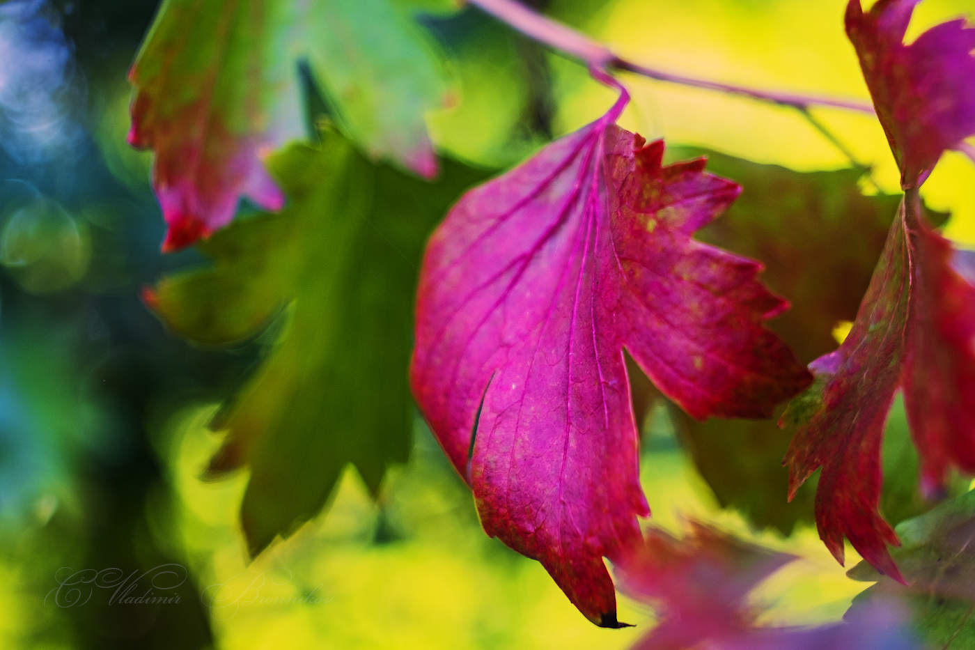 Два цвета на одной ветке