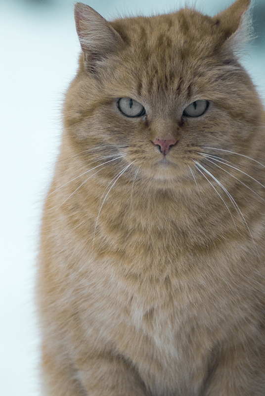 Сельский авторитет