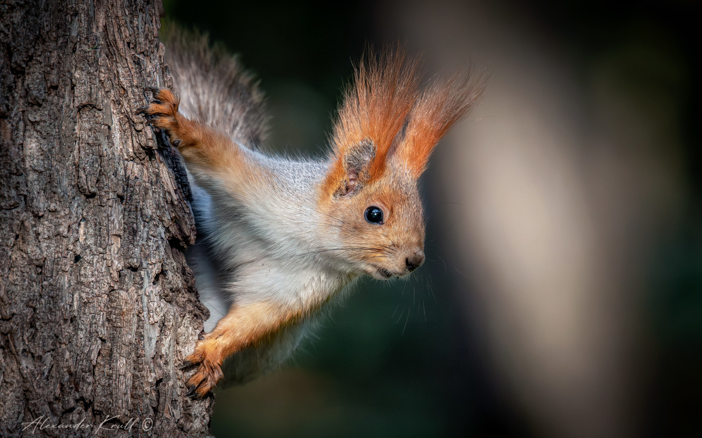 А орешек дашь?