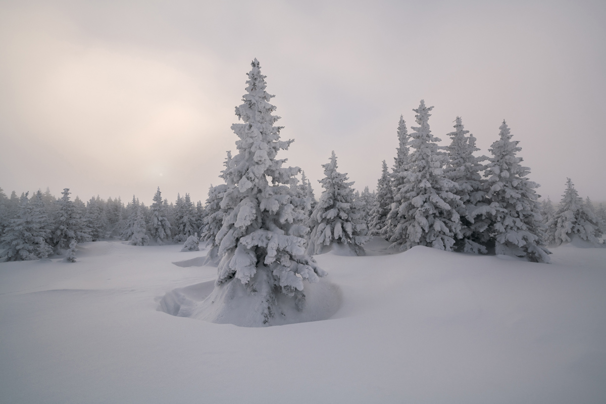 "Ели Таганая"