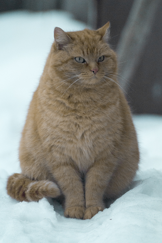 Идеальные формы