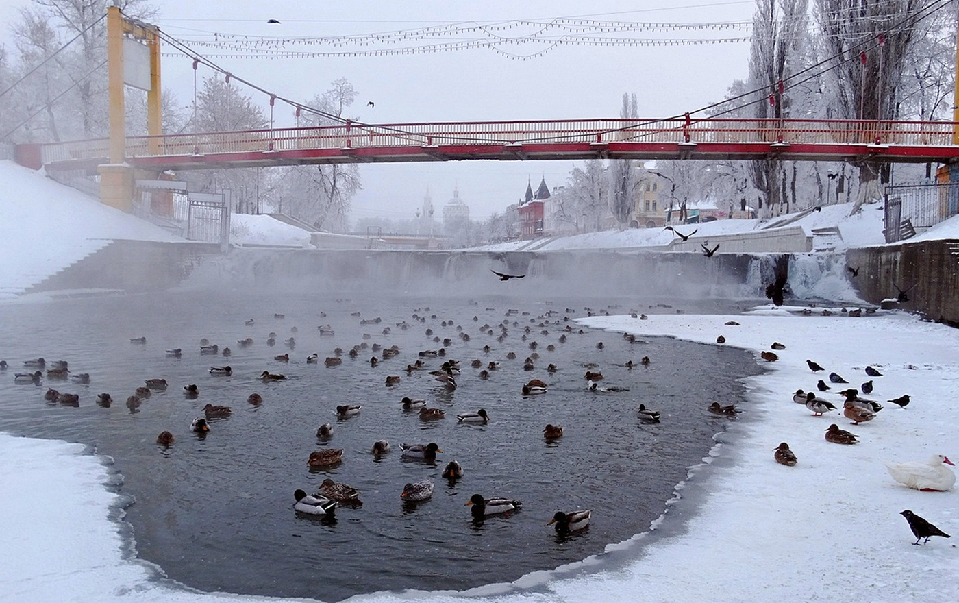 Полынья с птицами в морозную зиму