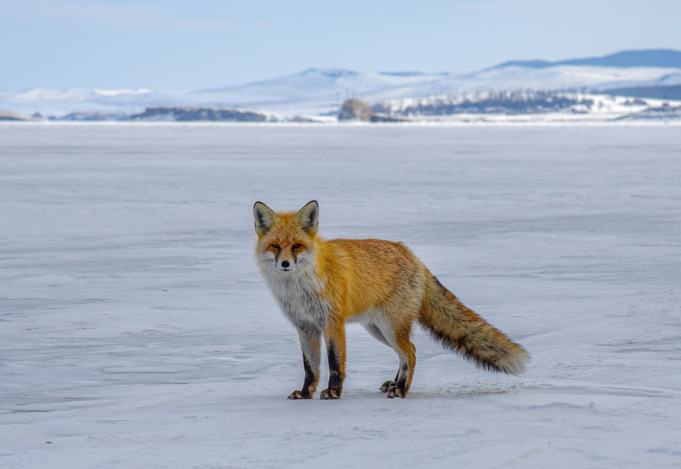 Ольхонский абориген