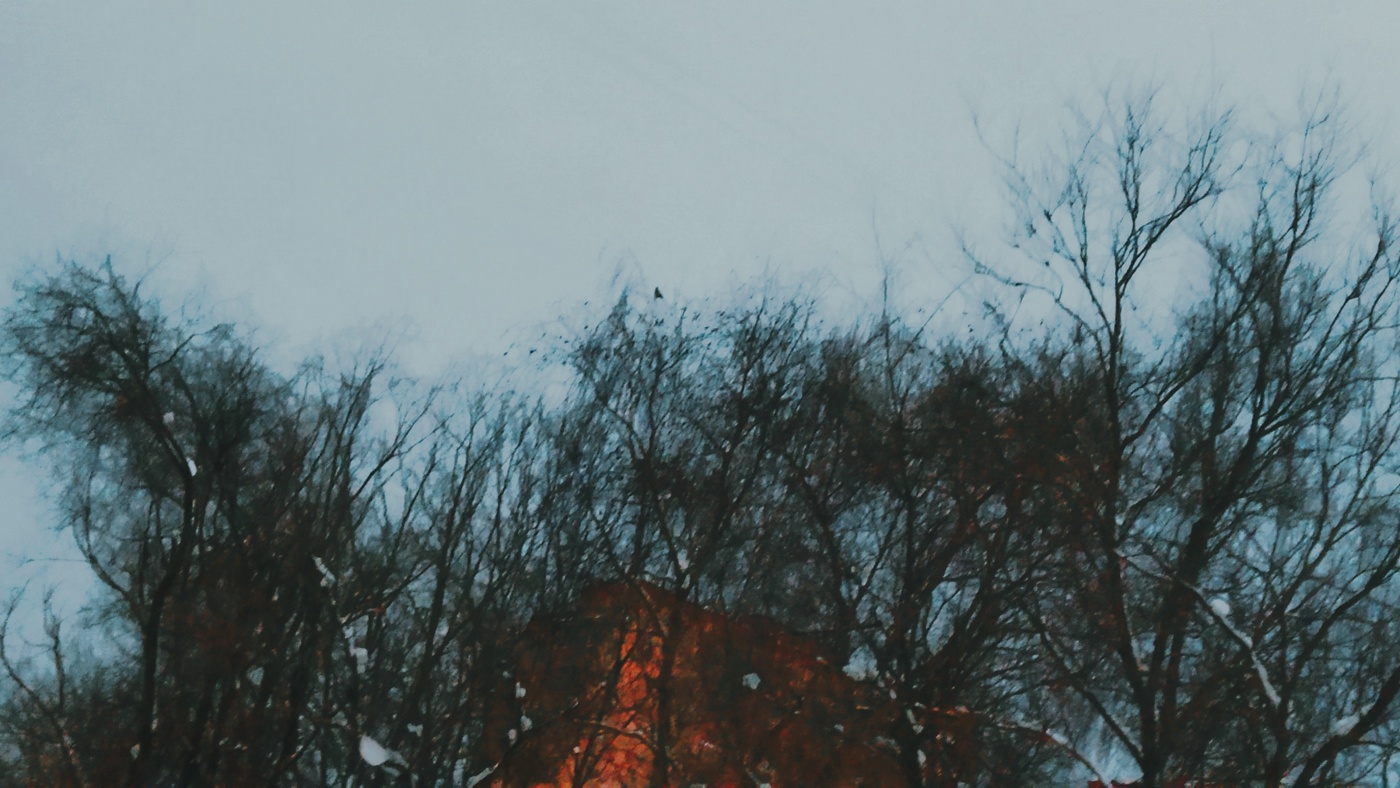 грачей с утра не стало больше