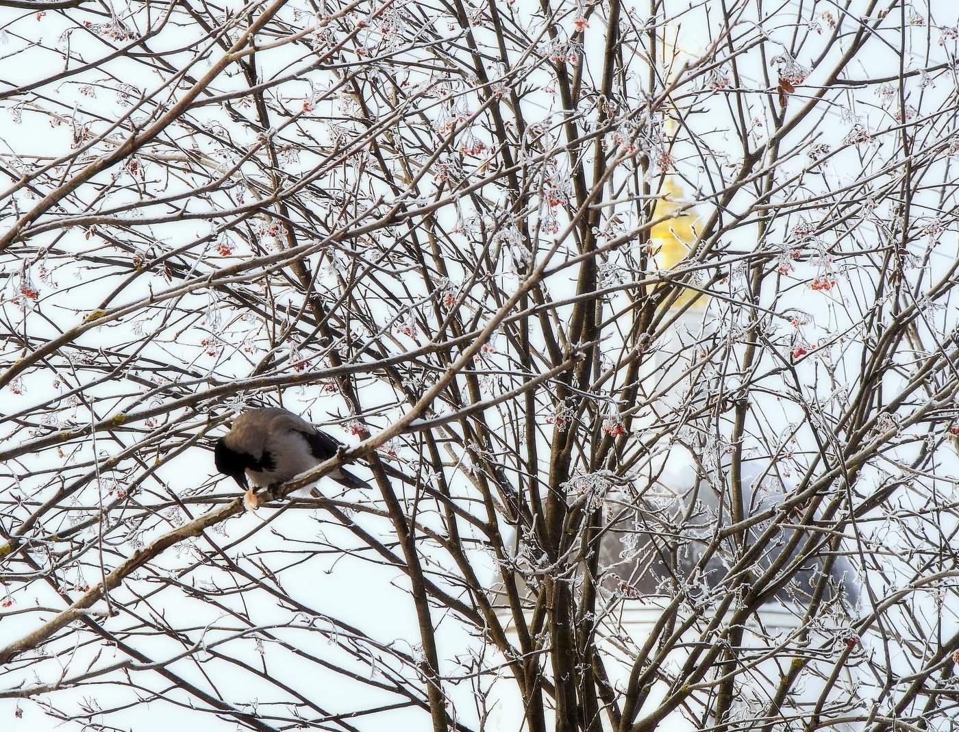 Вороне как-то Бог послал...