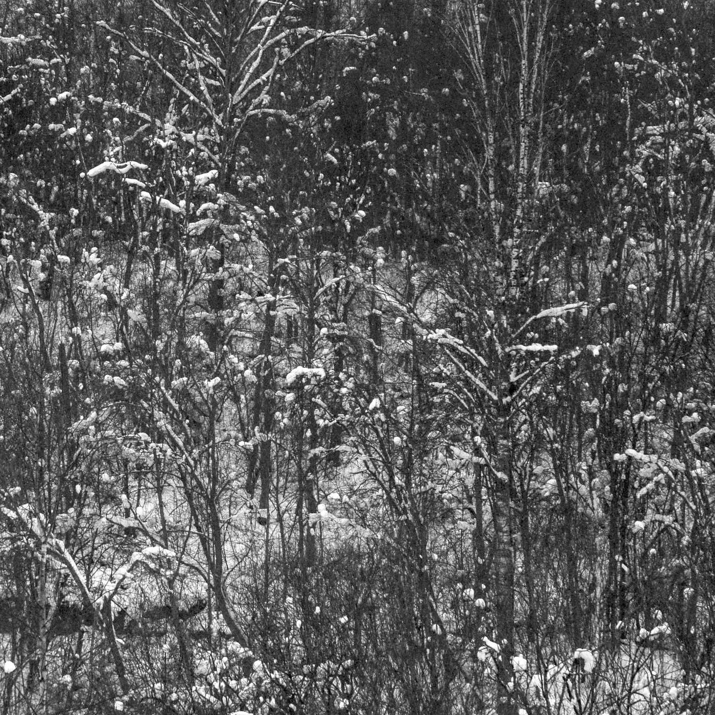 Жизнь вокруг