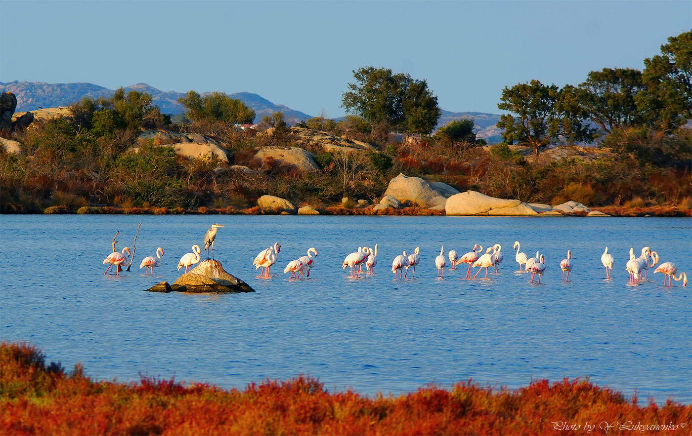 Розовый вечер