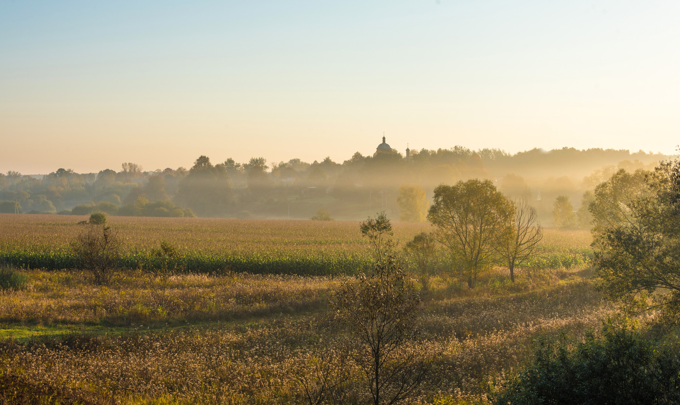 Кукурузное поле.