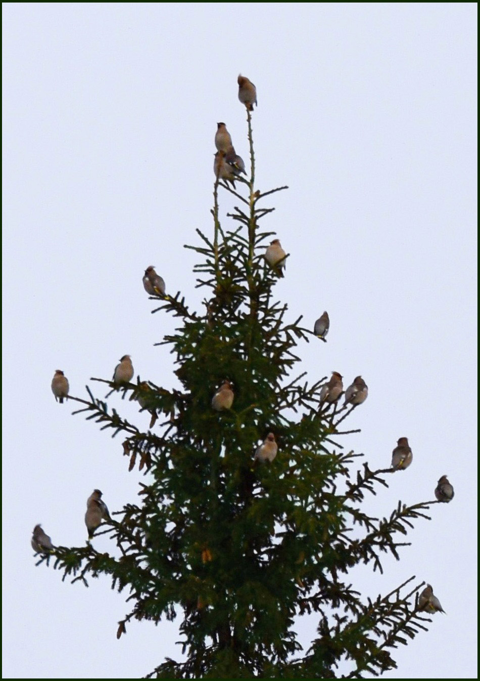 Свиристели прилетели