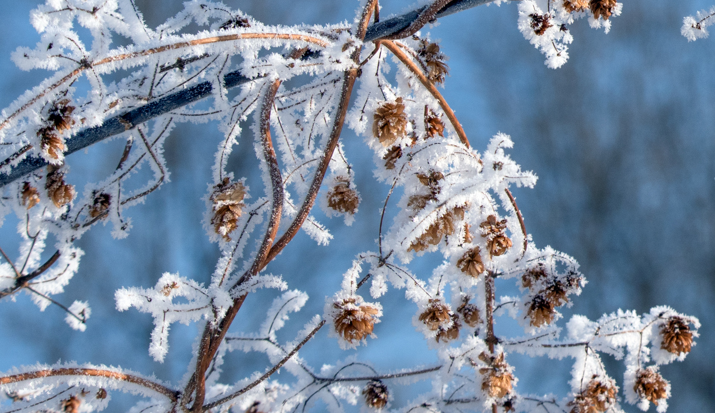 Волшебница зима.