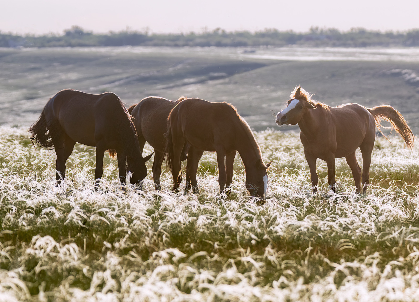 Степные картинки