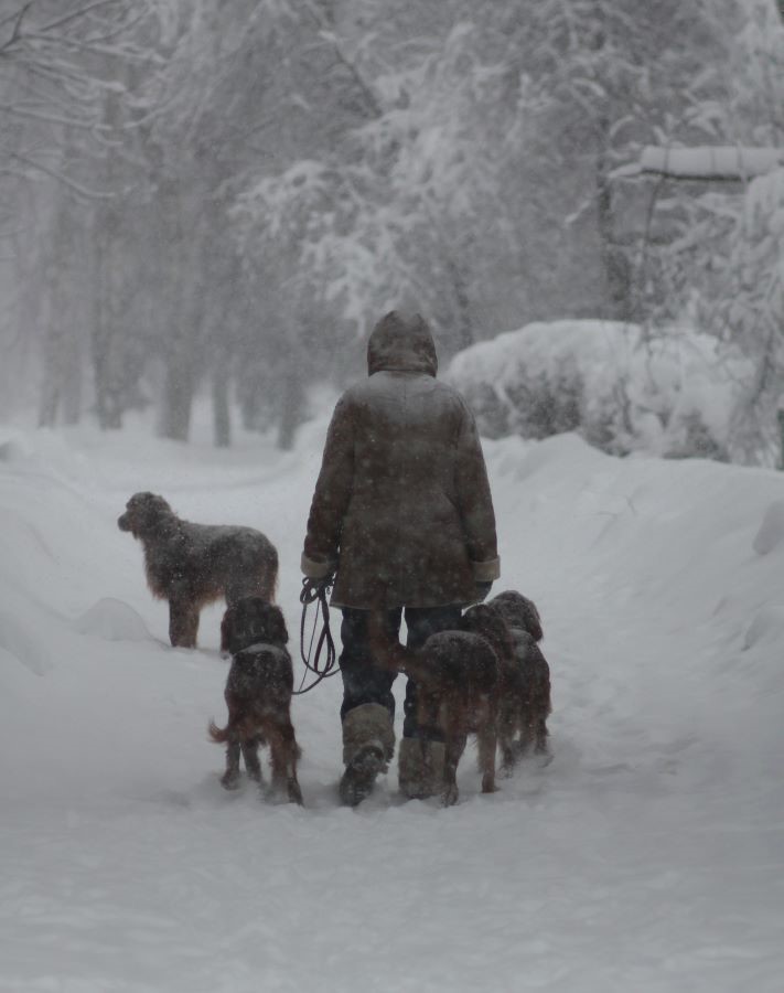За снежными куропатками