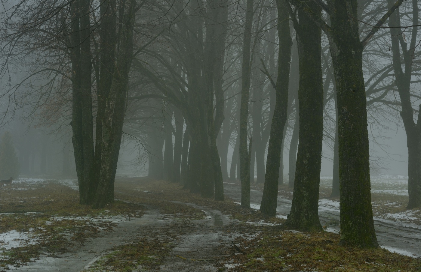 Туманное утро