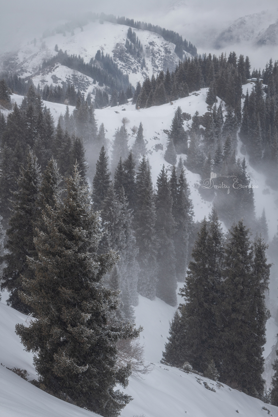 Шёпот вечных елей