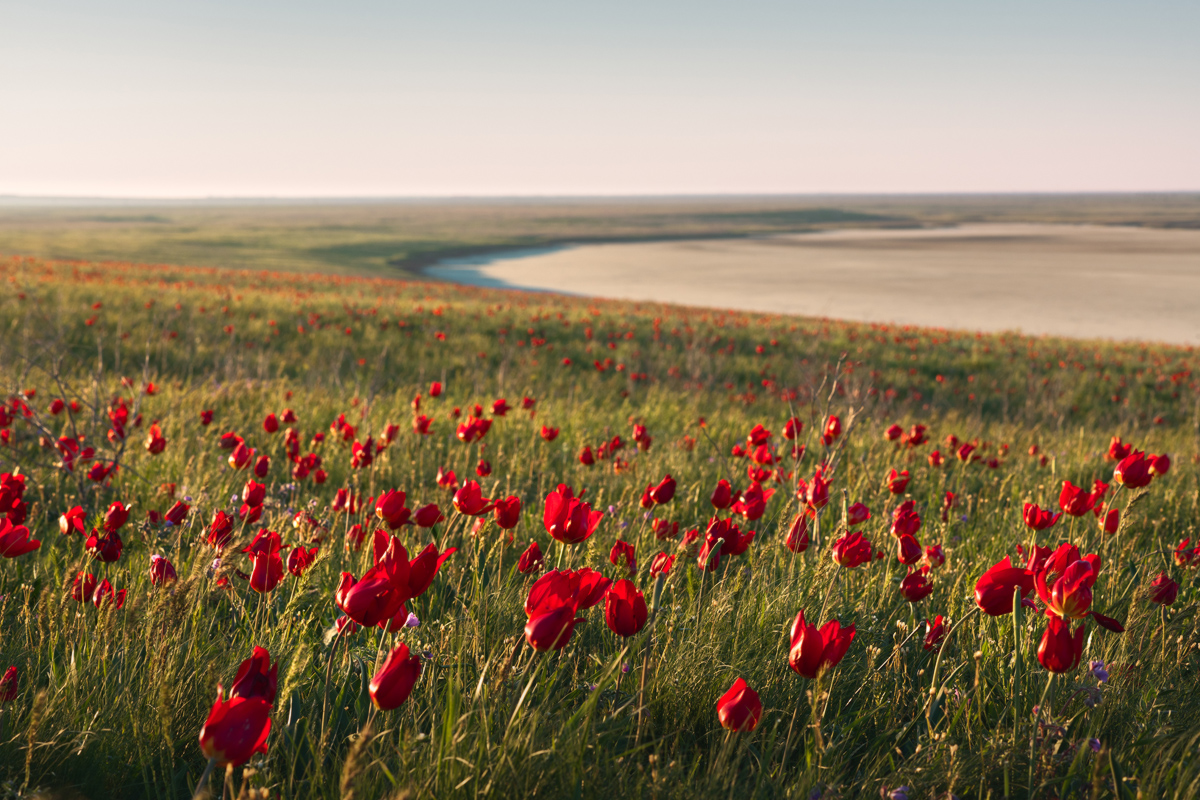 "Весенняя степь"