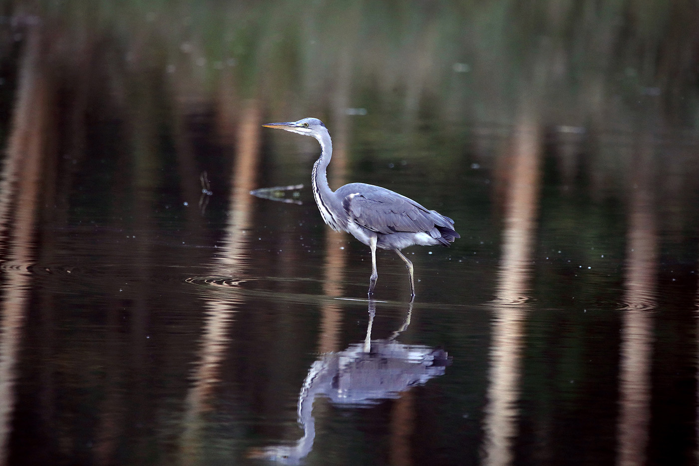 тищь да гладь