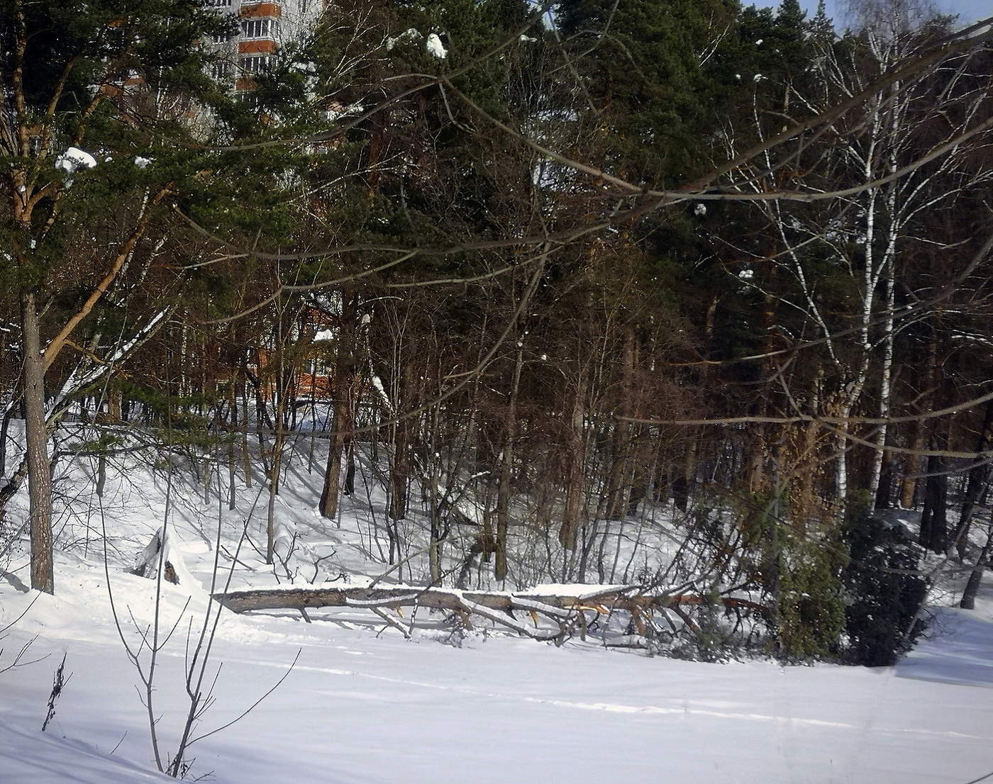 Драма снежной зимы