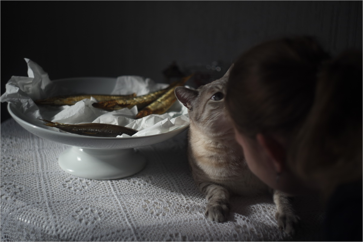 котики- наше всё