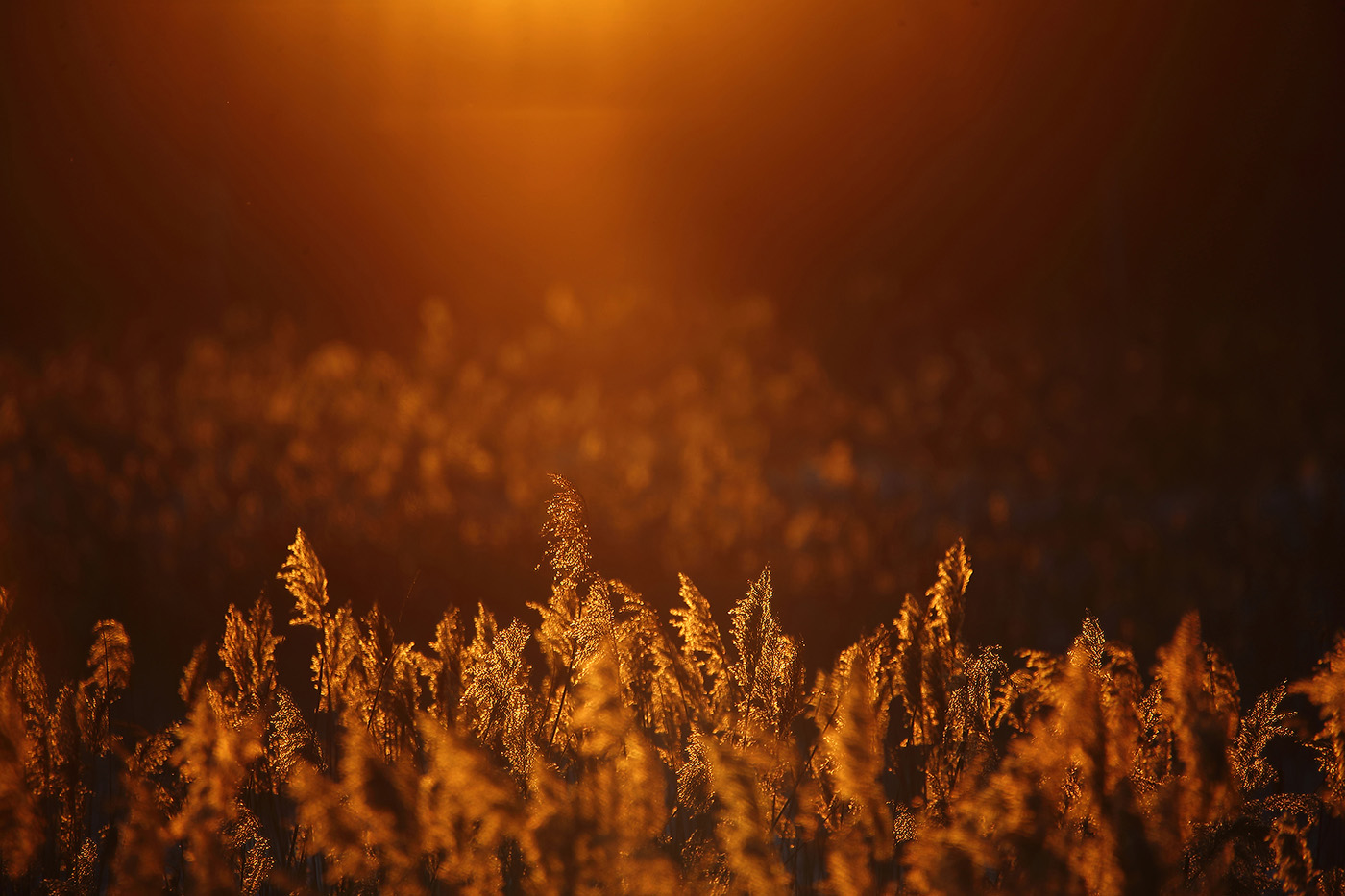 закат на болоте