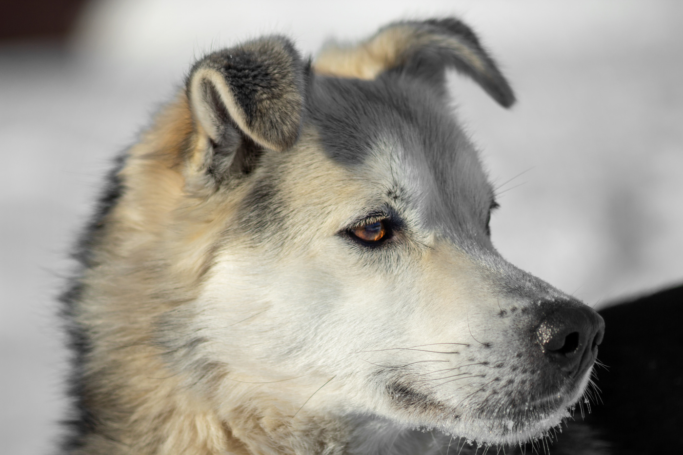 Мордастый портрет"