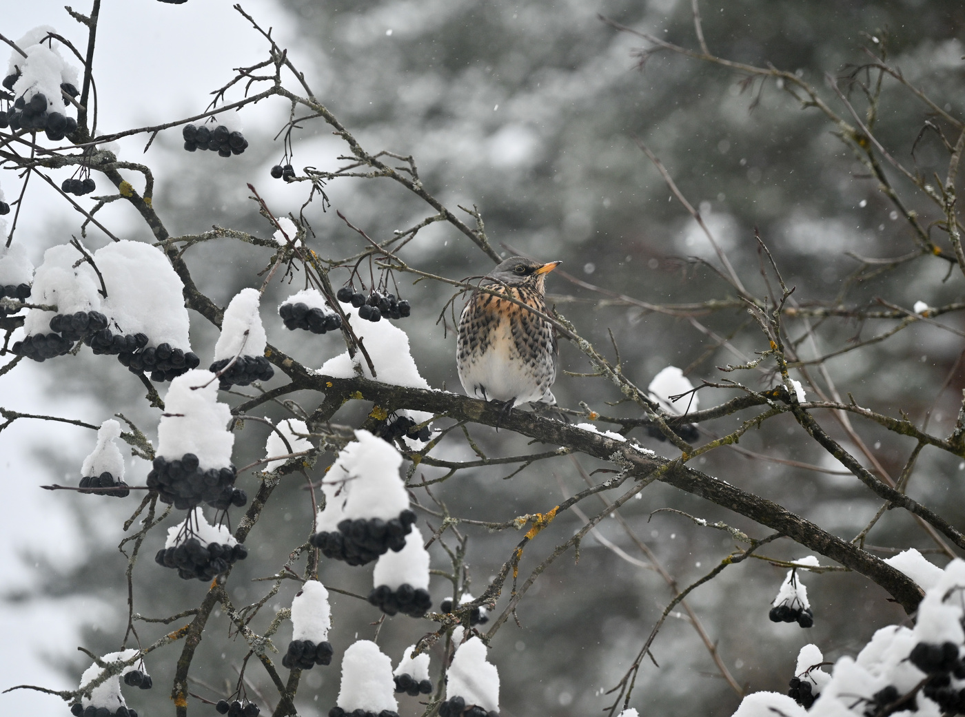 Пока всё не съест, не улетит, вторая неделя идёт...