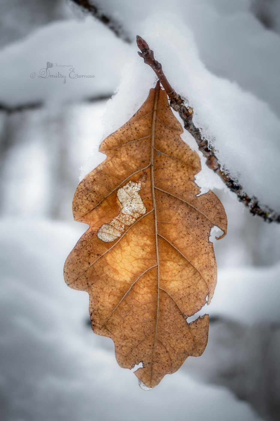 Янтарный сон...