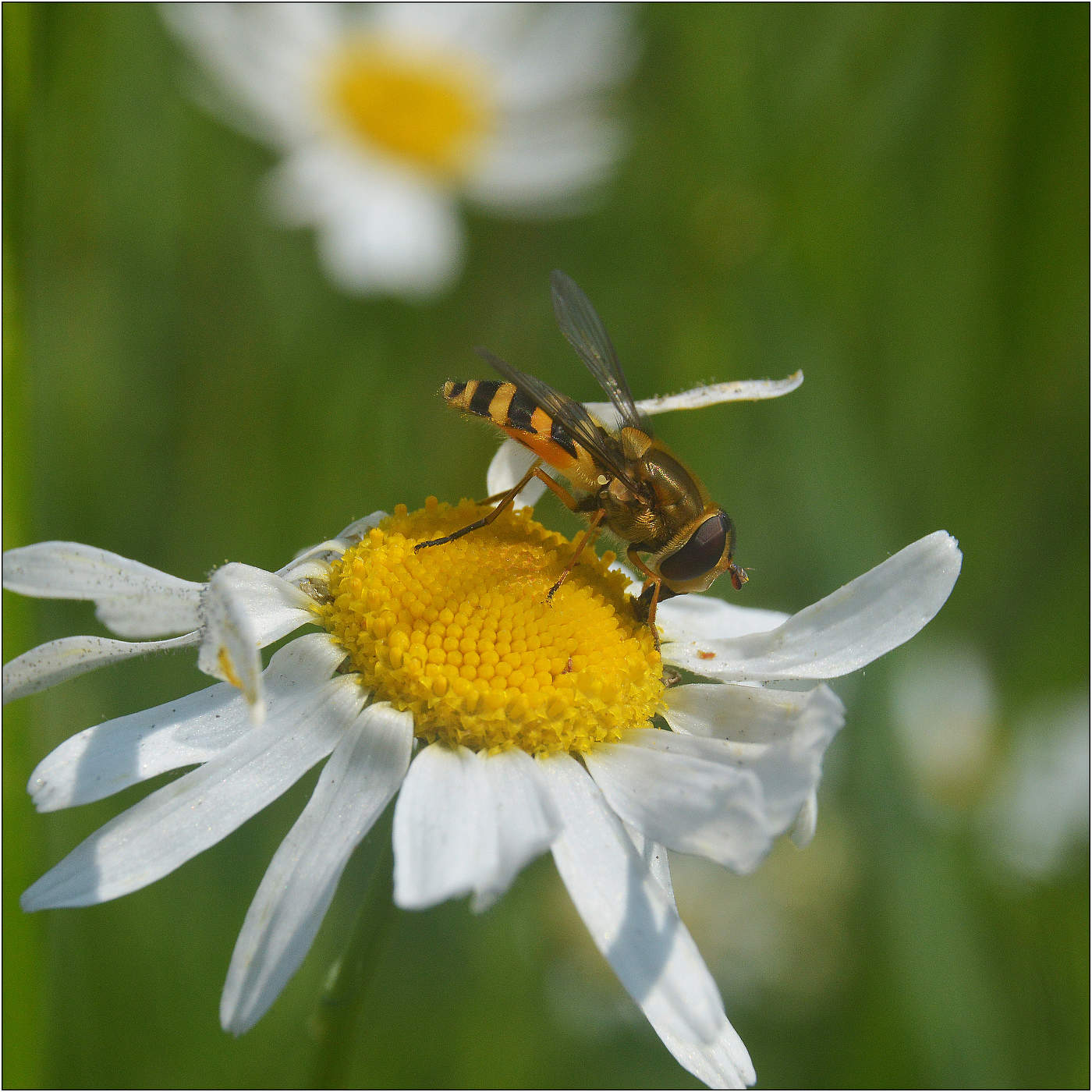 Лето - это когда тепло.