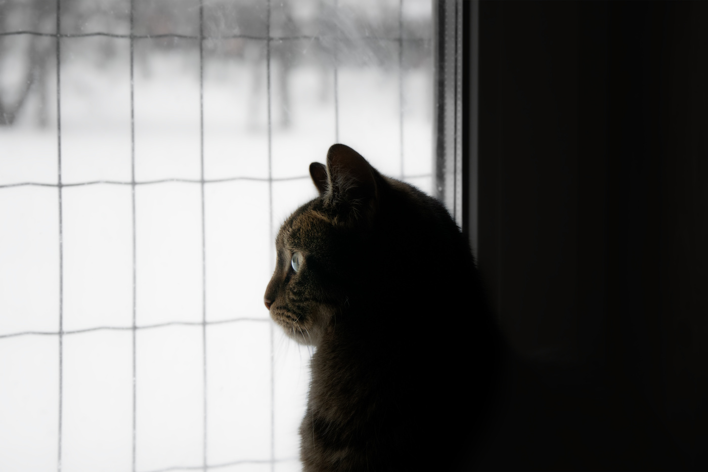 В ожидании весны