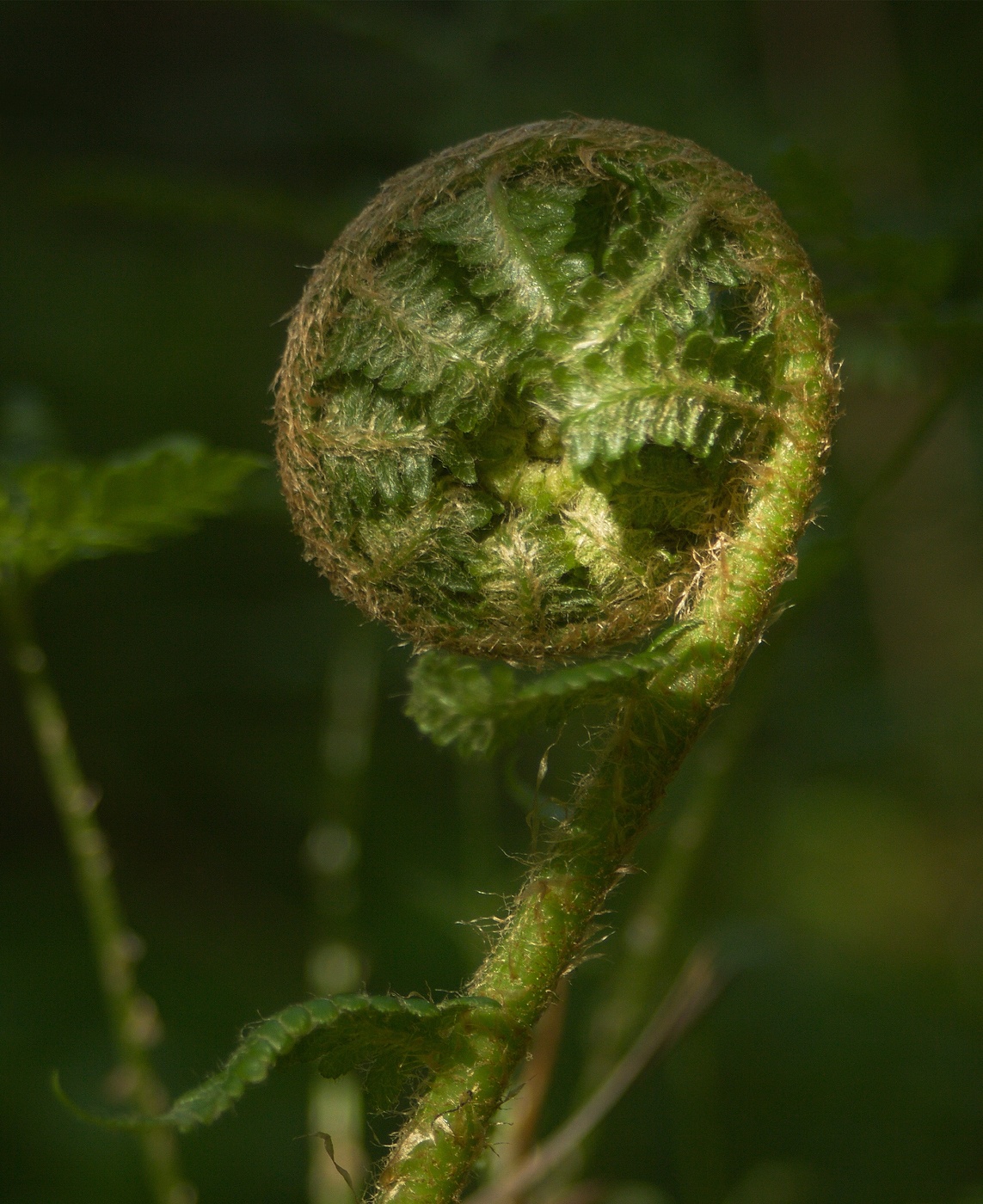 Весенний папоротник