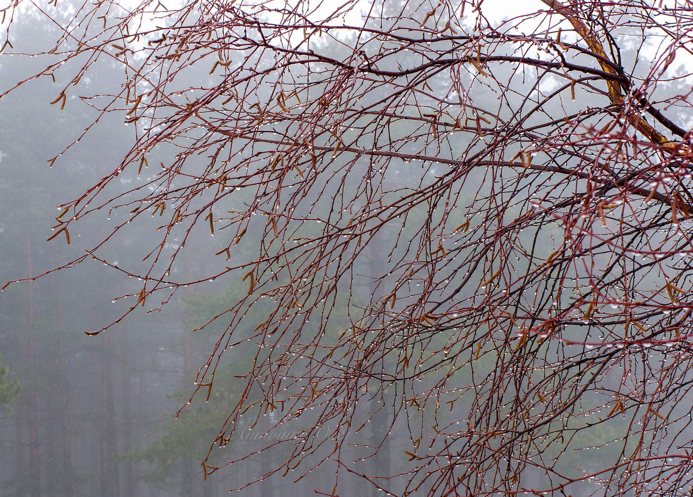 Финский залив. Апрель.