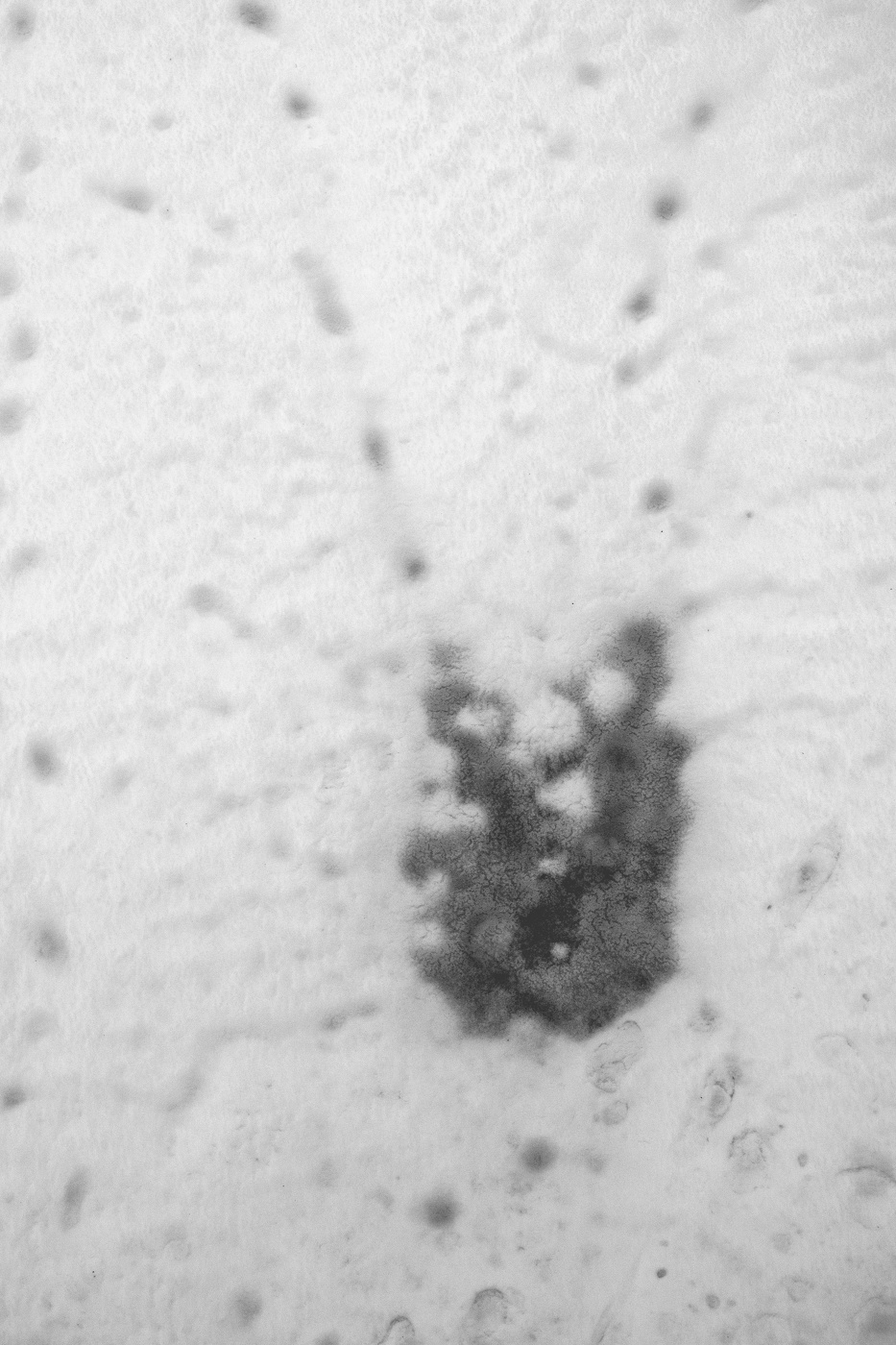 Жизнь вокруг