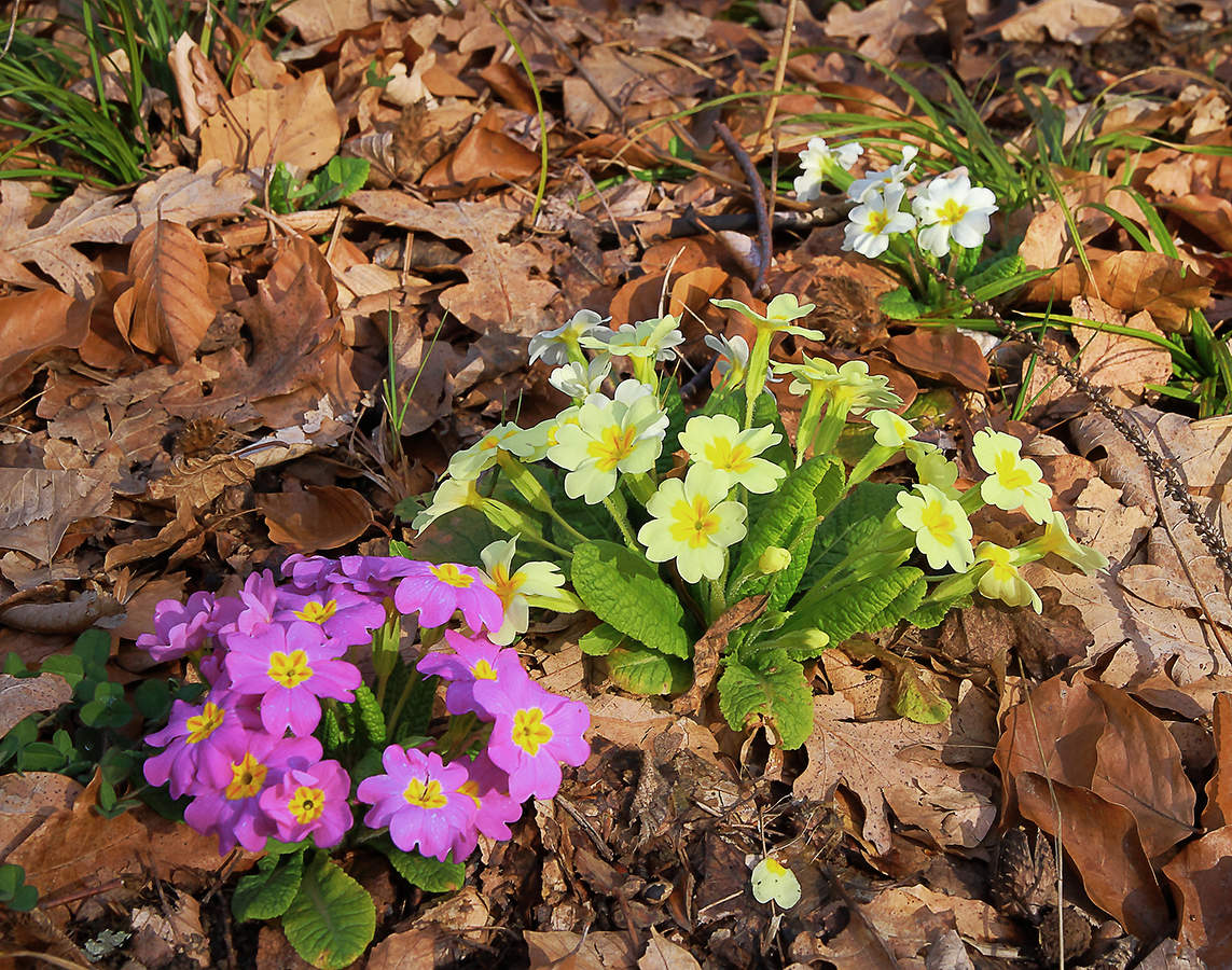 С первым днем Весны